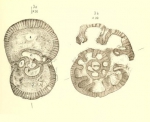 Bradyina nautiliformis Möller, 1878 