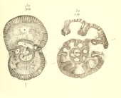 Bradyina nautiliformis Möller, 1878 