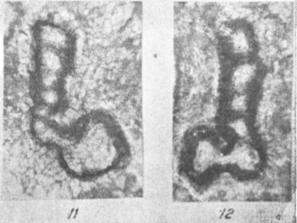 Caligella borovkensis Antropov, 1950 Caligella borovkensis Antropov, 1950