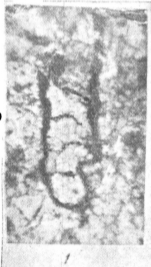Caligella borovkensis Antropov, 1950 Caligella borovkensis Antropov, 1950
