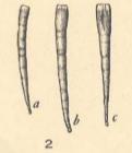 Earlandia perparva Plummer, 1930