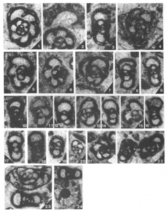 Endoteba controversa Vachard & Razgallah, 1988