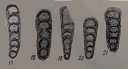 Eonodosaria evlavensis Lipina, 1950