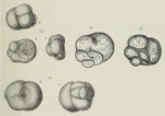 Chromista - Foraminifera (foraminifers)