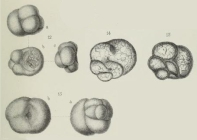 Valvulina bulloides Brady, 1876 