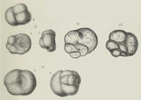 Valvulina bulloides Brady, 1876 Valvulina bulloides Brady, 1876