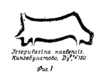 Irregularina karlensis Vissarionova, 1950 Irregularina karlensis Vissarionova, 1950