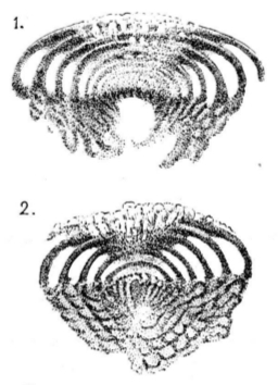 Lasiodiscus granifer Reichel, 1946 Lasiodiscus granifer Reichel, 1946
