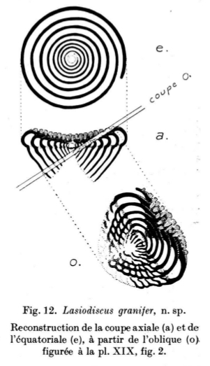 Lasiodiscus granifer Reichel, 1946 Lasiodiscus granifer Reichel, 1946
