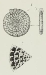 Endothyra ammonoides Brady, 1876 