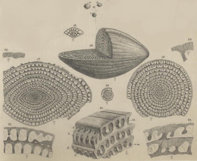 Schwagerina craticulifera Schwager, 1883 Schwagerina craticulifera Schwager, 1883