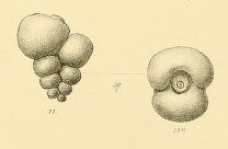 Palaeotextularia schellwieni Galloway & Ryniker, 1930