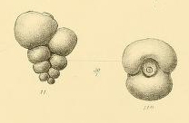 Palaeotextularia schellwieni Galloway & Ryniker, 1930 Palaeotextularia schellwieni Galloway & Ryniker, 1930