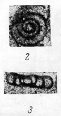 Ammodiscus priscus Rauzer-Chernousova, 1948