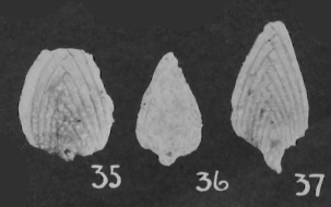 Pseudopalmula palmuloides Cushman & Stainbrook, 1943 Pseudopalmula palmuloides Cushman & Stainbrook, 1943
