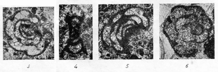 Endothyra krainica Lipina, 1948 Endothyra krainica Lipina, 1948