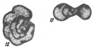 Septabrunsiina krainica (Lipina, 1948) Septabrunsiina krainica (Lipina, 1948)