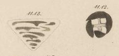 Tetrataxis conica Ehrenberg, 1854