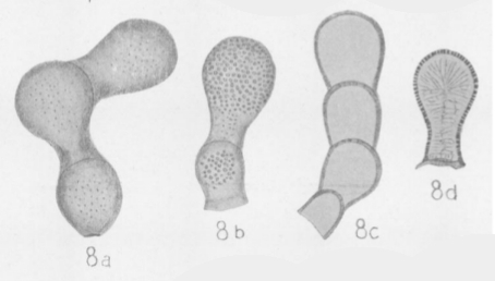 Tuberitina bulbacea Galloway & Harlton, 1928 Tuberitina bulbacea Galloway & Harlton, 1928