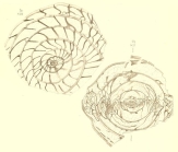 Schwagerina princeps (Ehrenberg, 1842) sensu Möller, 1878