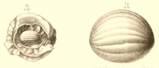 Schwagerina princeps (Ehrenberg, 1842) sensu Möller, 1878