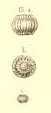 Fusulina sphaerica Abich, 1859