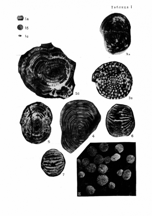 Staffella sphaerica (Abich, 1859)