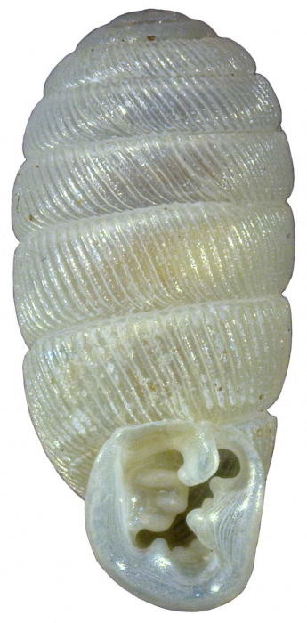 Gulella davisae Herbert, 2016 Gulella davisae Herbert, 2016