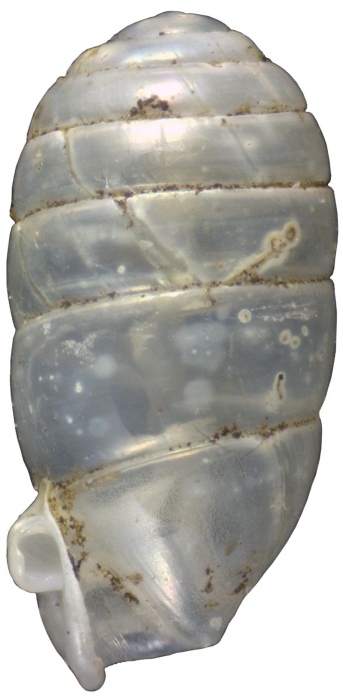 Gulella hadroglossa Herbert, 2016, holotype NMSA P0417/T4085 Gulella hadroglossa Herbert, 2016, holotype NMSA P0417/T4085