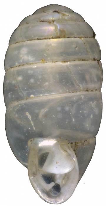 Gulella hadroglossa Herbert, 2016, holotype NMSA P0417/T4085