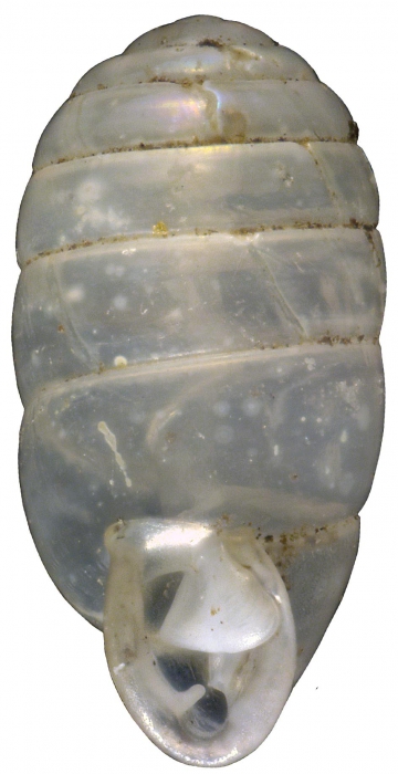 Gulella hadroglossa Herbert, 2016, holotype NMSA P0417/T4085 Gulella hadroglossa Herbert, 2016, holotype NMSA P0417/T4085
