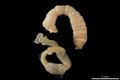 Polychaeta (bristle worms)