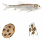 Cysts of Myxobolus aureatus