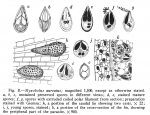 Myxospores of Myxobolus aureatus