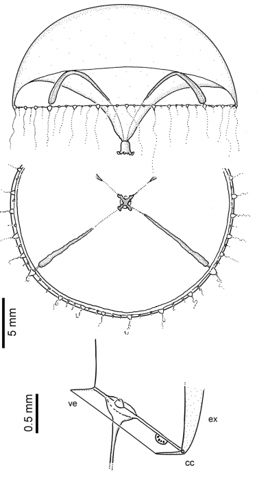 Eirene viridula, from Schuchert (2017) Eirene viridula, from Schuchert (2017)