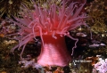 Anthozoa