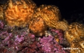 Porifera (sponges)