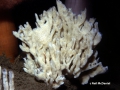 Porifera (sponges)