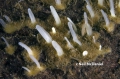 Porifera (sponges)