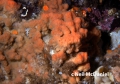 Porifera (sponges)