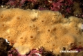 Porifera (sponges)