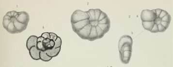Endothyra bowmani Phillips, 1846 sensu Brady, 1876
