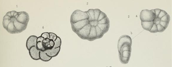 Endothyra bowmani Phillips, 1846 sensu Brady, 1876 Endothyra bowmani Phillips, 1846 sensu Brady, 1876
