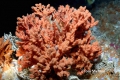 Porifera (sponges)