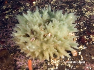 Halichondria sitiens
