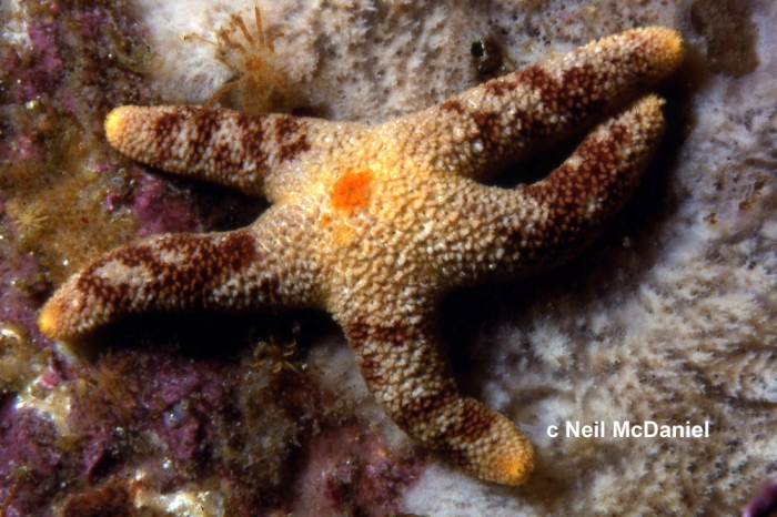 Henricia pumila Henricia pumila