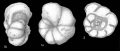 Chromista - Foraminifera (foraminifers)