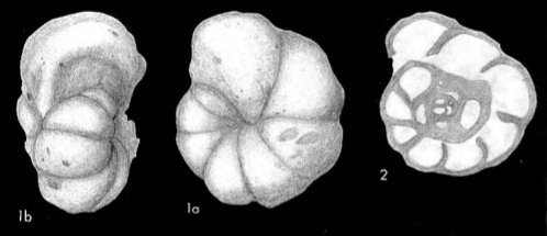 Endothyra bowmani Phillips, 1846 Neotype