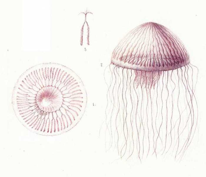 Aequorea undulosa, copy of original illustrations of Péron & Lesueur (1810)