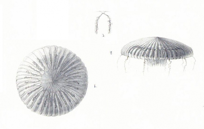 Aequorea pleuronota [= Zygocanna pleuronota], scan of illustration of Péron & Lesueur
